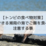 【トンビの食べ物対策】簡単にできる湘南の海でご飯を食べる時に注意する事